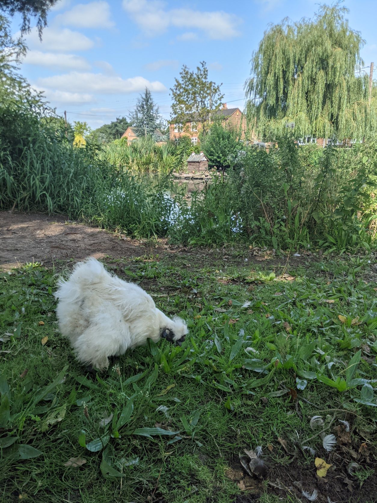 Bantam by the pond, August 29th